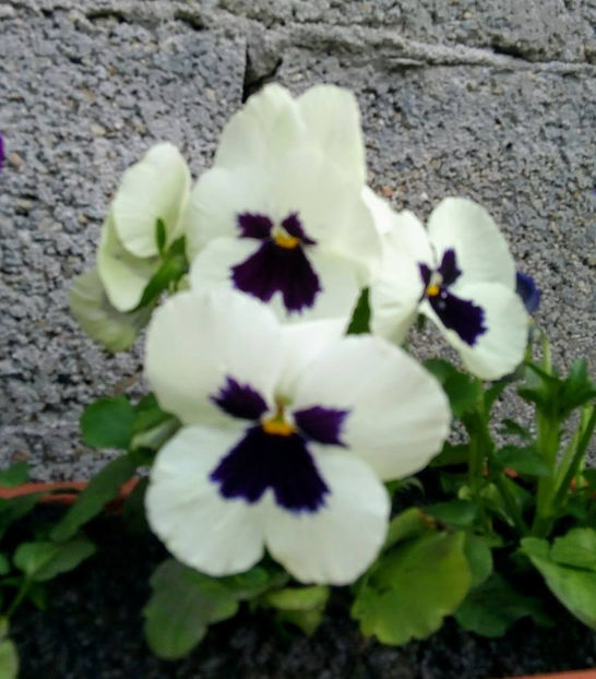  - FLORICELELE MELE - DRAGELE MELE