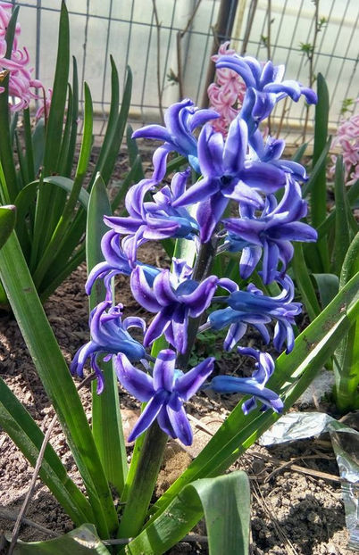  - FLORICELELE MELE - DRAGELE MELE