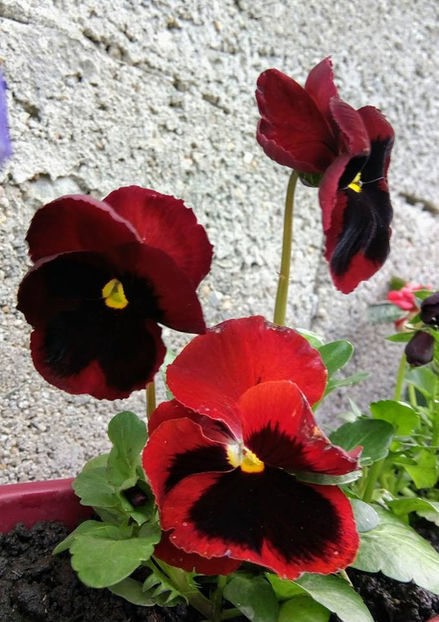  - FLORICELELE MELE - DRAGELE MELE