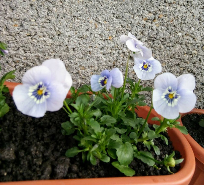  - FLORICELELE MELE - DRAGELE MELE