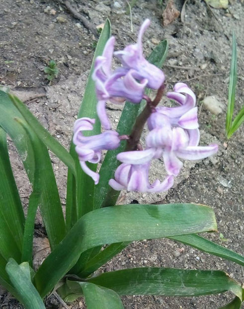  - FLORICELELE MELE - DRAGELE MELE