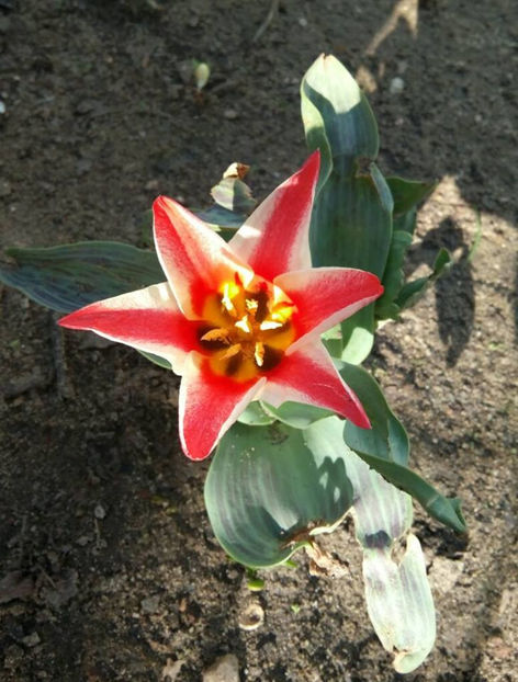  - FLORICELELE MELE - DRAGELE MELE