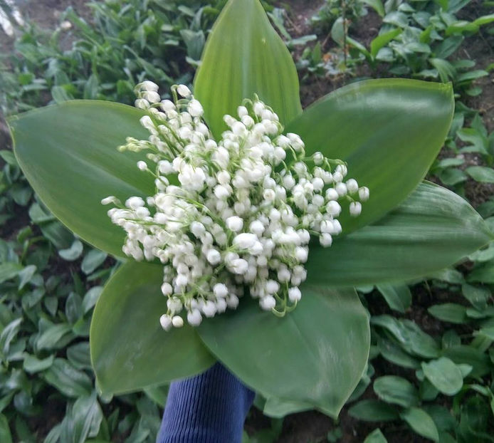  - FLORICELELE MELE - DRAGELE MELE