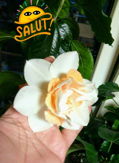  - FLORICELELE MELE - DRAGELE MELE