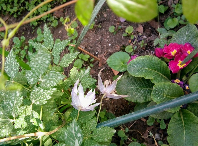  - FLORICELELE MELE - DRAGELE MELE