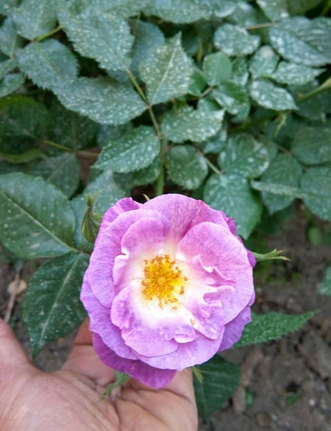  - FLORICELELE MELE - DRAGELE MELE