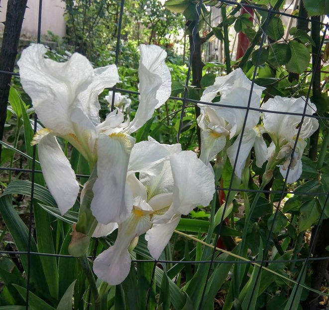  - FLORICELELE MELE - DRAGELE MELE