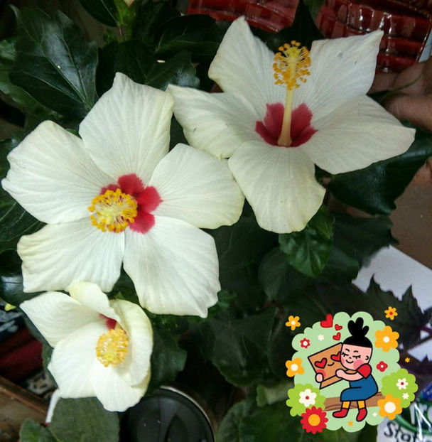  - FLORICELELE MELE - DRAGELE MELE
