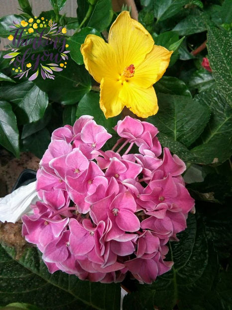  - FLORICELELE MELE - DRAGELE MELE