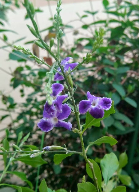  - FLORICELELE MELE - DRAGELE MELE