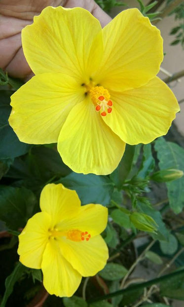  - FLORICELELE MELE - DRAGELE MELE