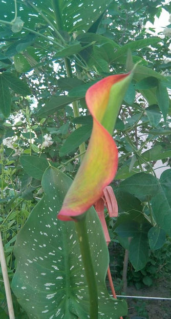  - FLORICELELE MELE - DRAGELE MELE