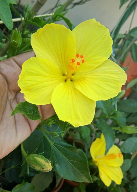  - FLORICELELE MELE - DRAGELE MELE