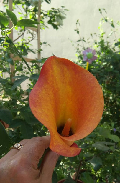  - FLORICELELE MELE - DRAGELE MELE