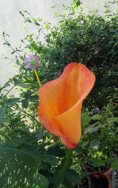  - FLORICELELE MELE - DRAGELE MELE