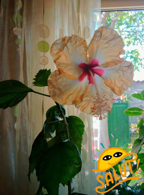  - FLORICELELE MELE - DRAGELE MELE