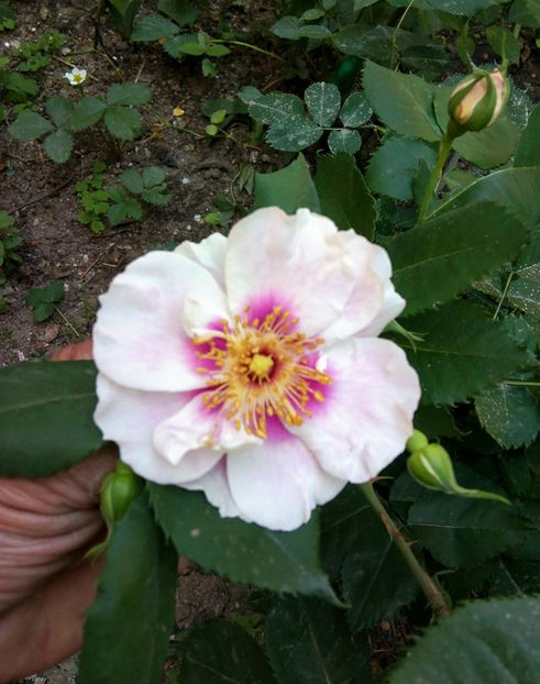  - FLORICELELE MELE - DRAGELE MELE