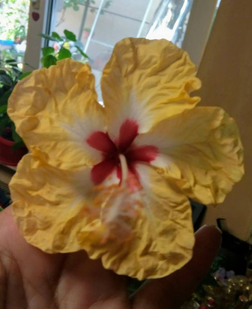  - FLORICELELE MELE - DRAGELE MELE