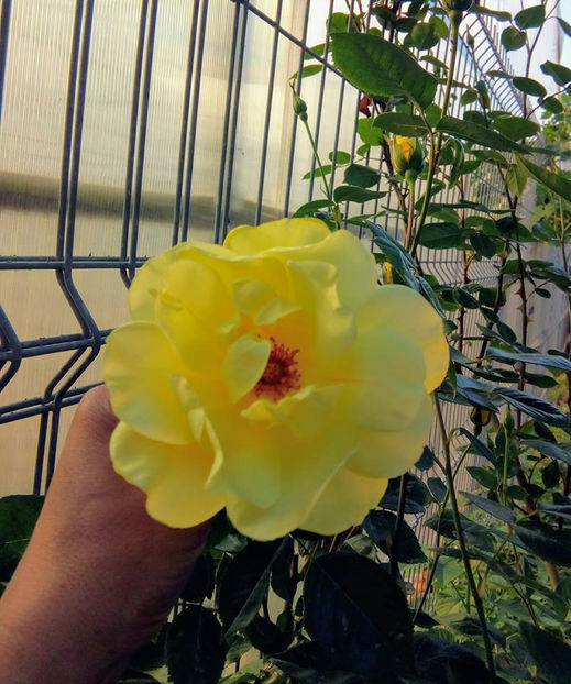  - FLORICELELE MELE - DRAGELE MELE