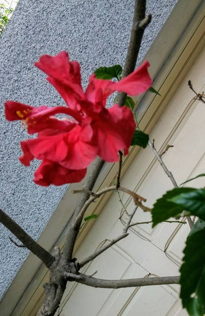  - FLORICELELE MELE - DRAGELE MELE
