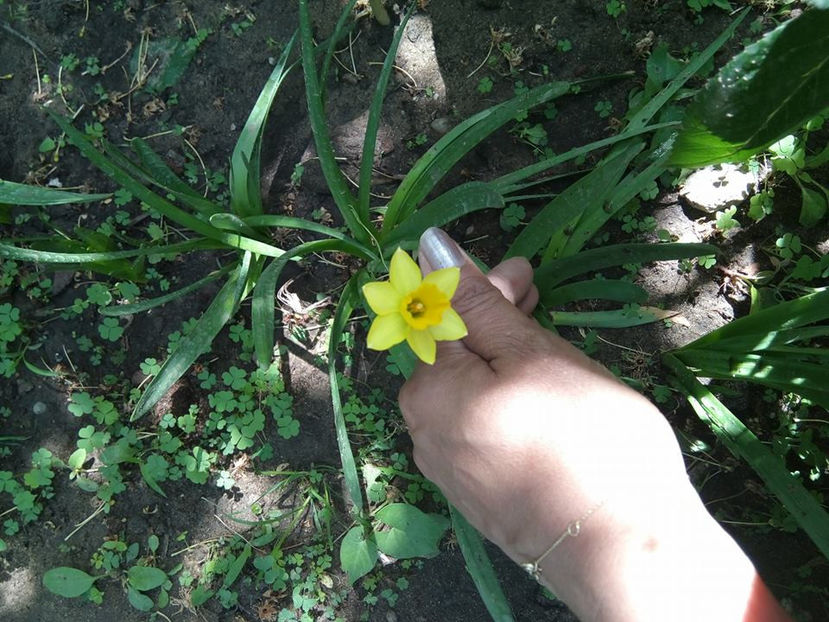  - FLORICELELE MELE - DRAGELE MELE