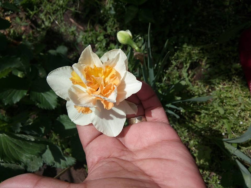  - FLORICELELE MELE - DRAGELE MELE