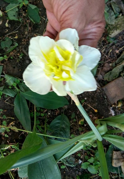  - FLORICELELE MELE - DRAGELE MELE