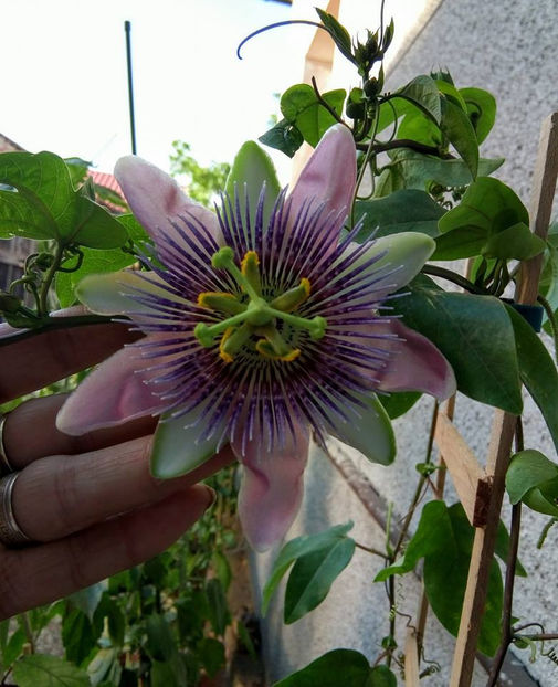  - FLORICELELE MELE - DRAGELE MELE