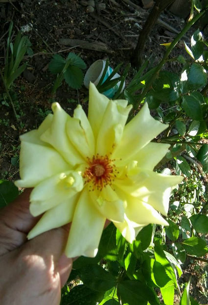  - FLORICELELE MELE - DRAGELE MELE