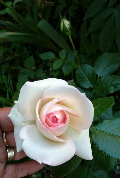  - FLORICELELE MELE - DRAGELE MELE