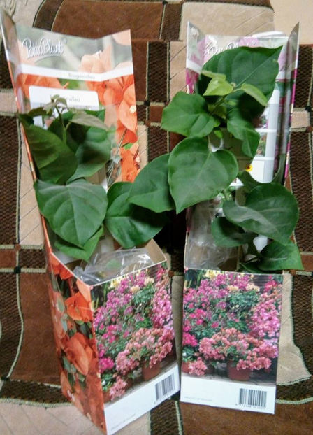  - FLORICELELE MELE - DRAGELE MELE