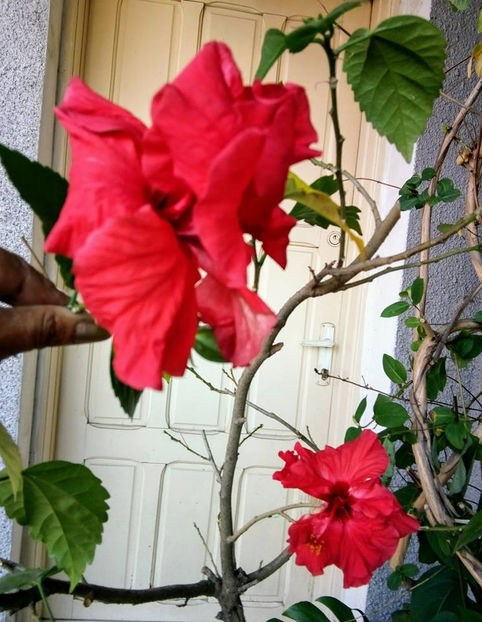  - FLORICELELE MELE - DRAGELE MELE