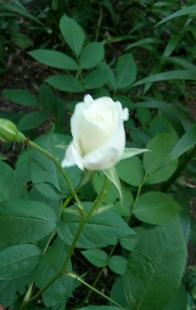  - FLORICELELE MELE - DRAGELE MELE
