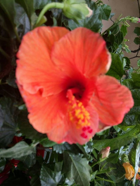  - FLORICELELE MELE - DRAGELE MELE