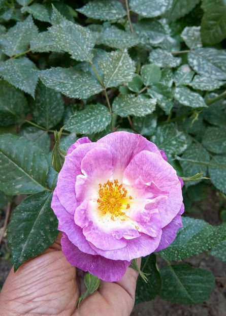  - FLORICELELE MELE - DRAGELE MELE