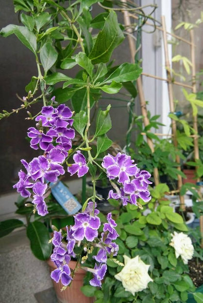  - FLORICELELE MELE - DRAGELE MELE