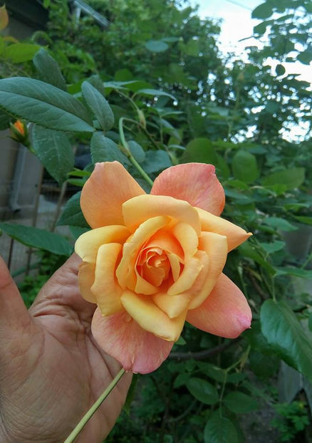  - FLORICELELE MELE - DRAGELE MELE