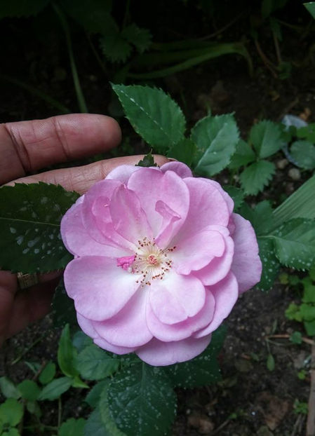  - FLORICELELE MELE - DRAGELE MELE