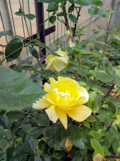  - FLORICELELE MELE - DRAGELE MELE