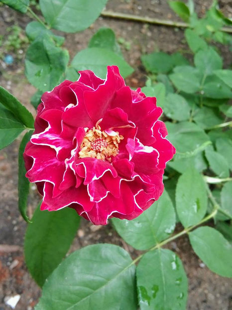  - FLORICELELE MELE - DRAGELE MELE