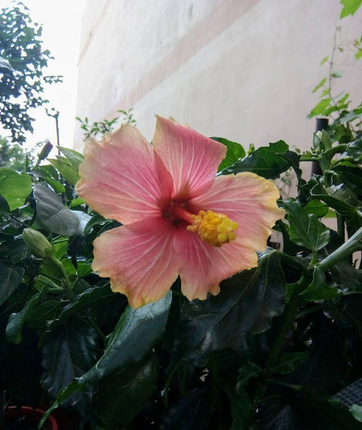  - FLORICELELE MELE - DRAGELE MELE