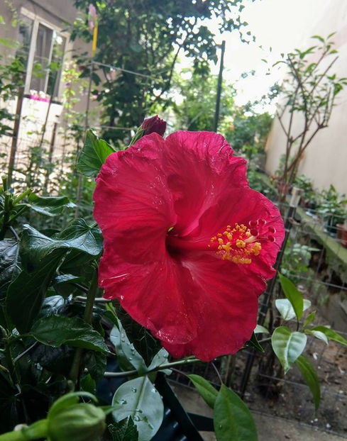  - FLORICELELE MELE - DRAGELE MELE