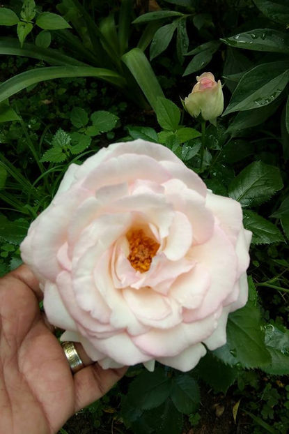  - FLORICELELE MELE - DRAGELE MELE