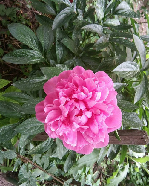  - FLORICELELE MELE - DRAGELE MELE