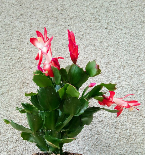  - FLORICELELE MELE - DRAGELE MELE