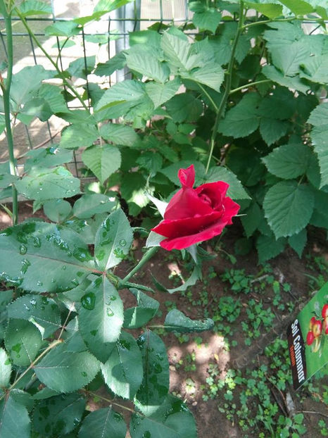  - FLORICELELE MELE - DRAGELE MELE