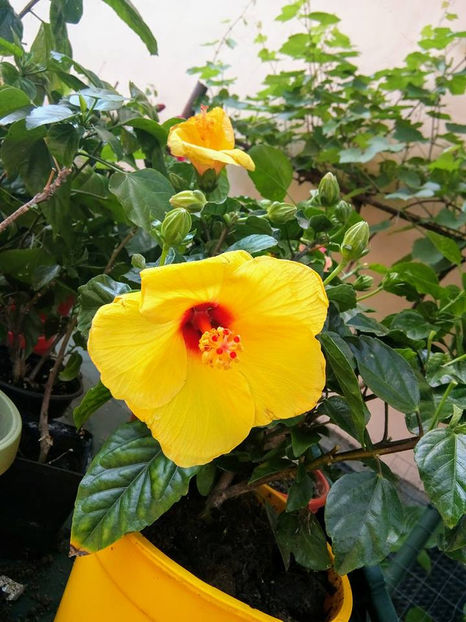  - FLORICELELE MELE - DRAGELE MELE