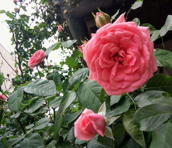  - FLORICELELE MELE - DRAGELE MELE