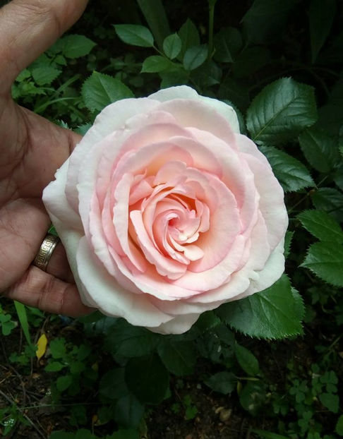  - FLORICELELE MELE - DRAGELE MELE