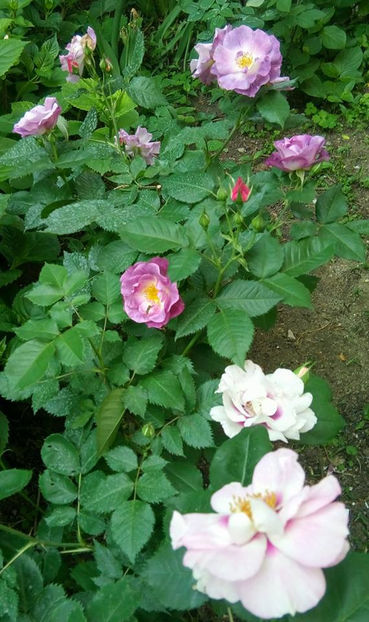  - FLORICELELE MELE - DRAGELE MELE